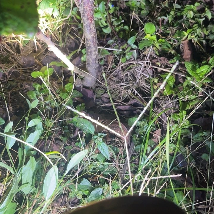 当前无花栽培后可以开花95