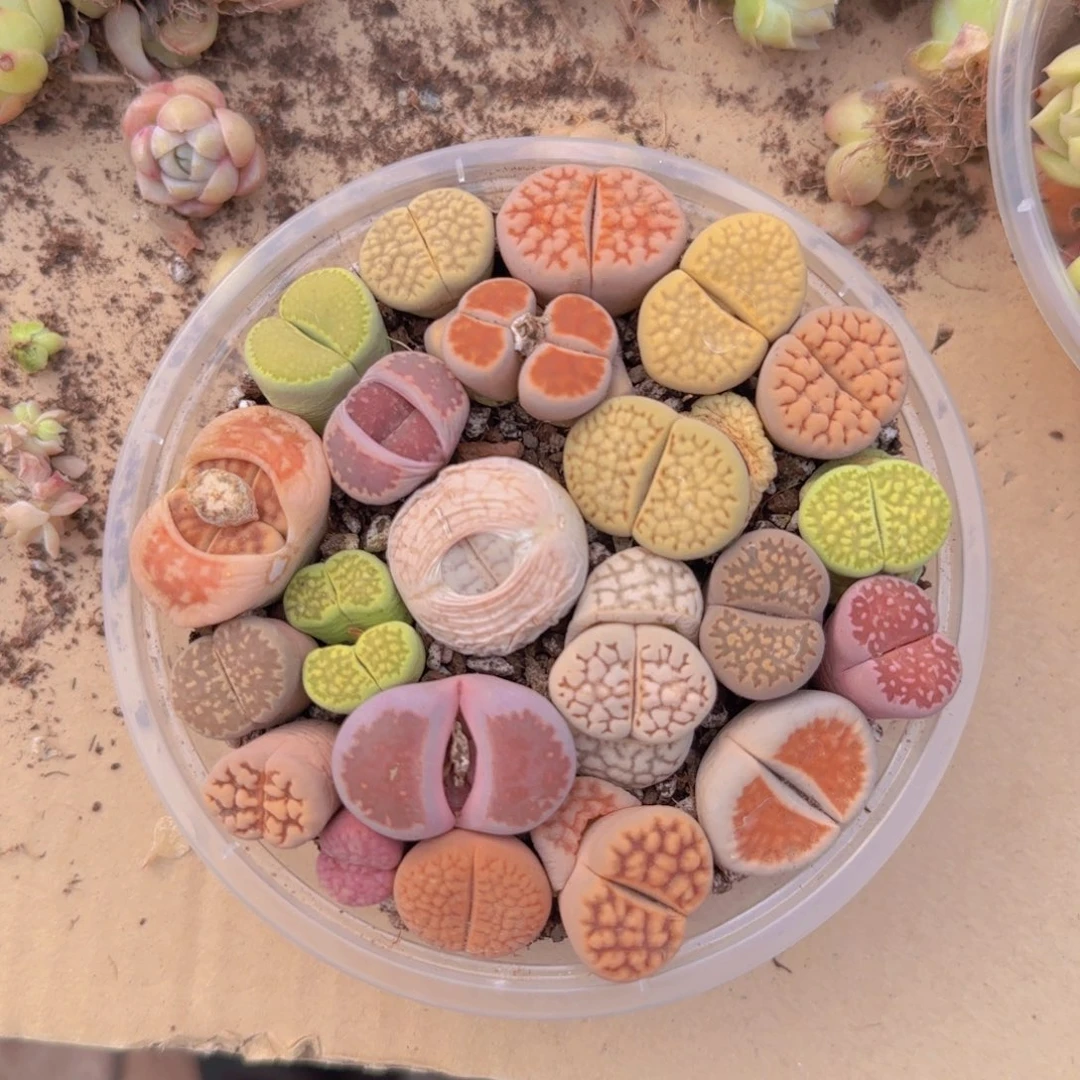 生石花20颗(3年)