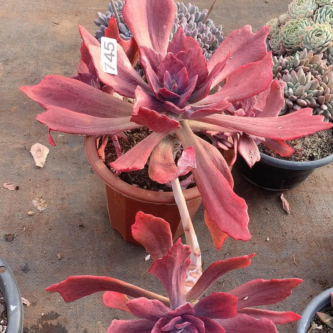 745钻石锦一物一拍多肉