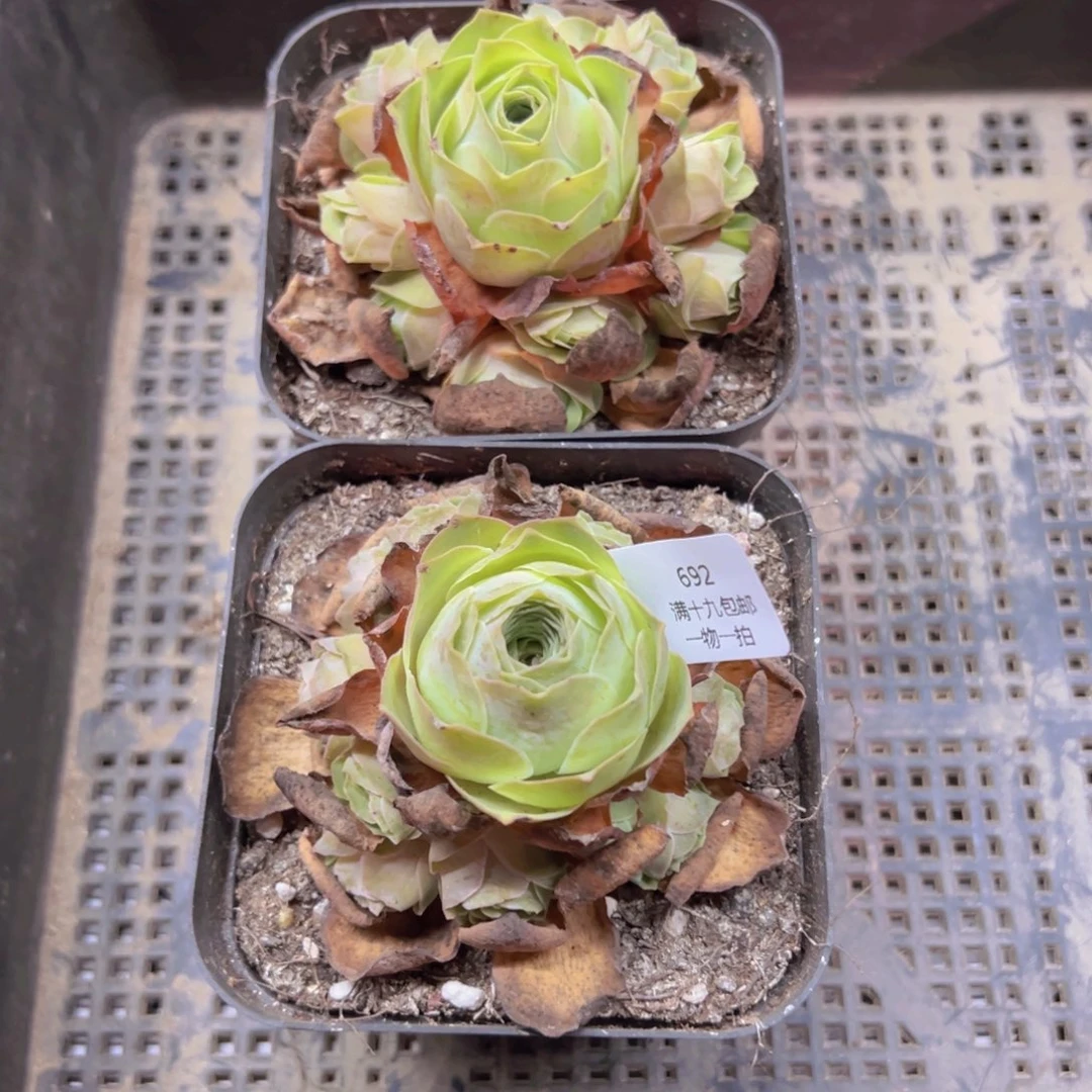 7***8692 侧牙掉了不包损无售后