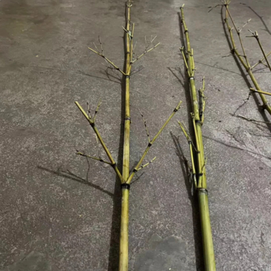 龙挂香插DIY材料，老金竹两颗加两个宝塔