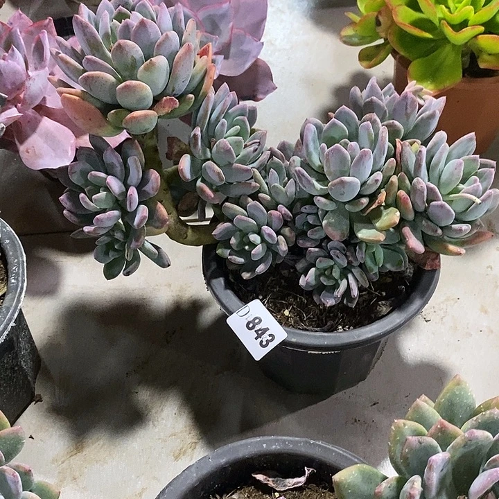 Q***琴843灰姑娘多肉植物