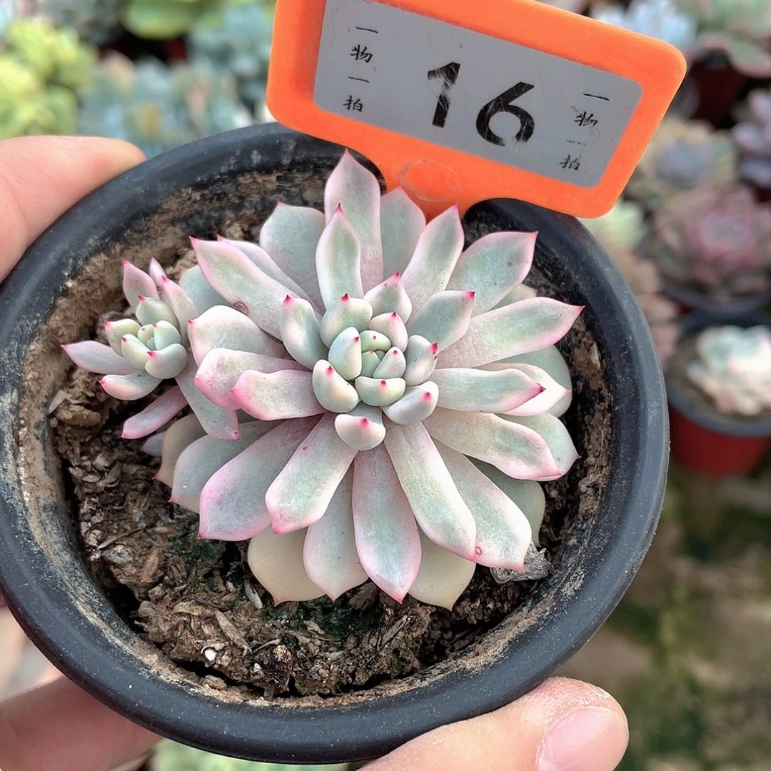 绯***光16号多肉植物盆栽