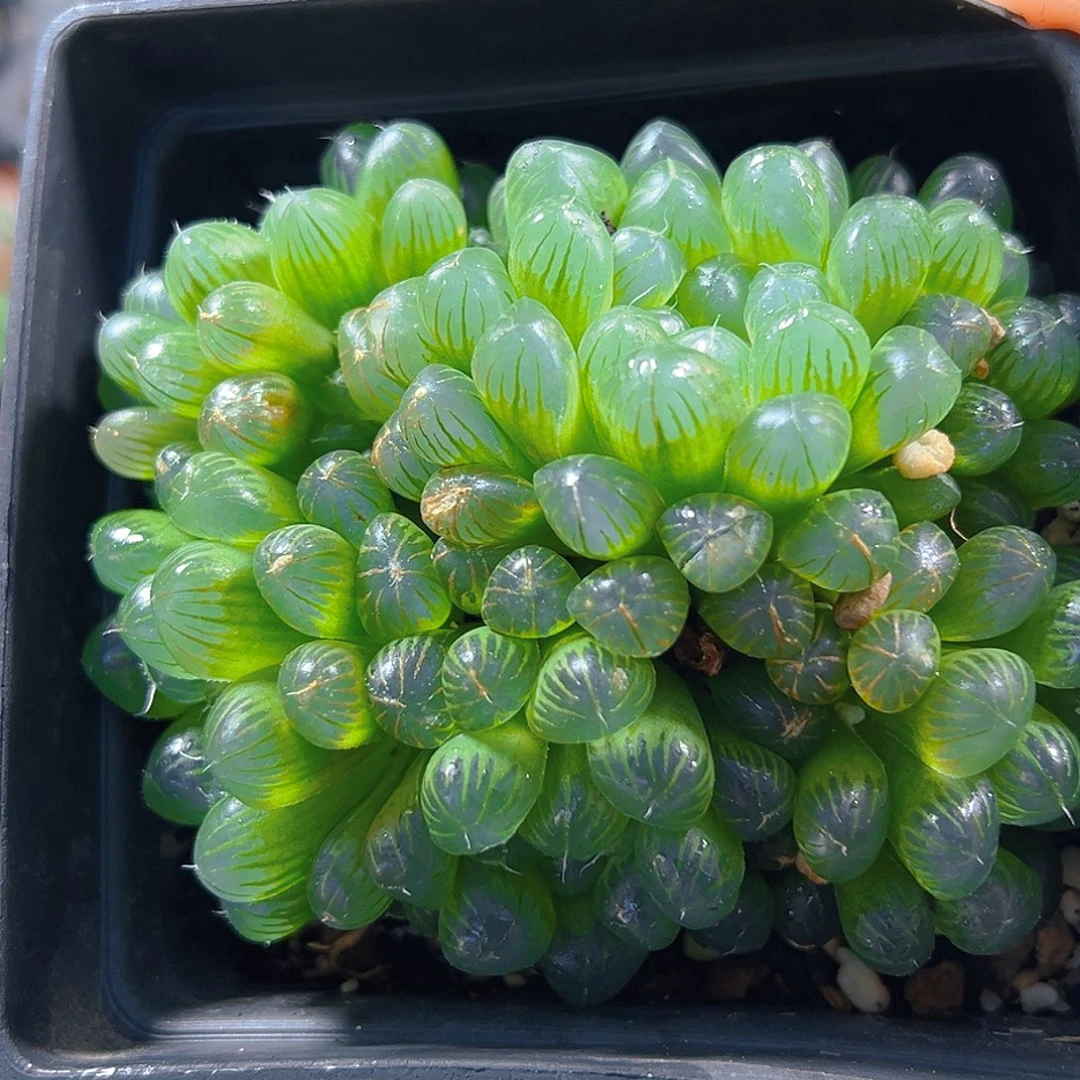 群玉露多肉植物一颗