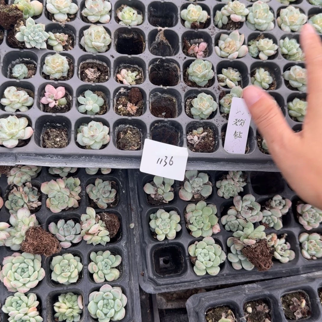1136量拍号2半托盆满20包邮