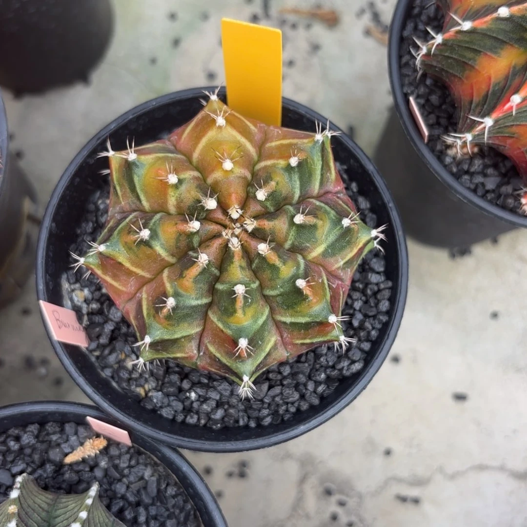 90-0104泰国发货多肉