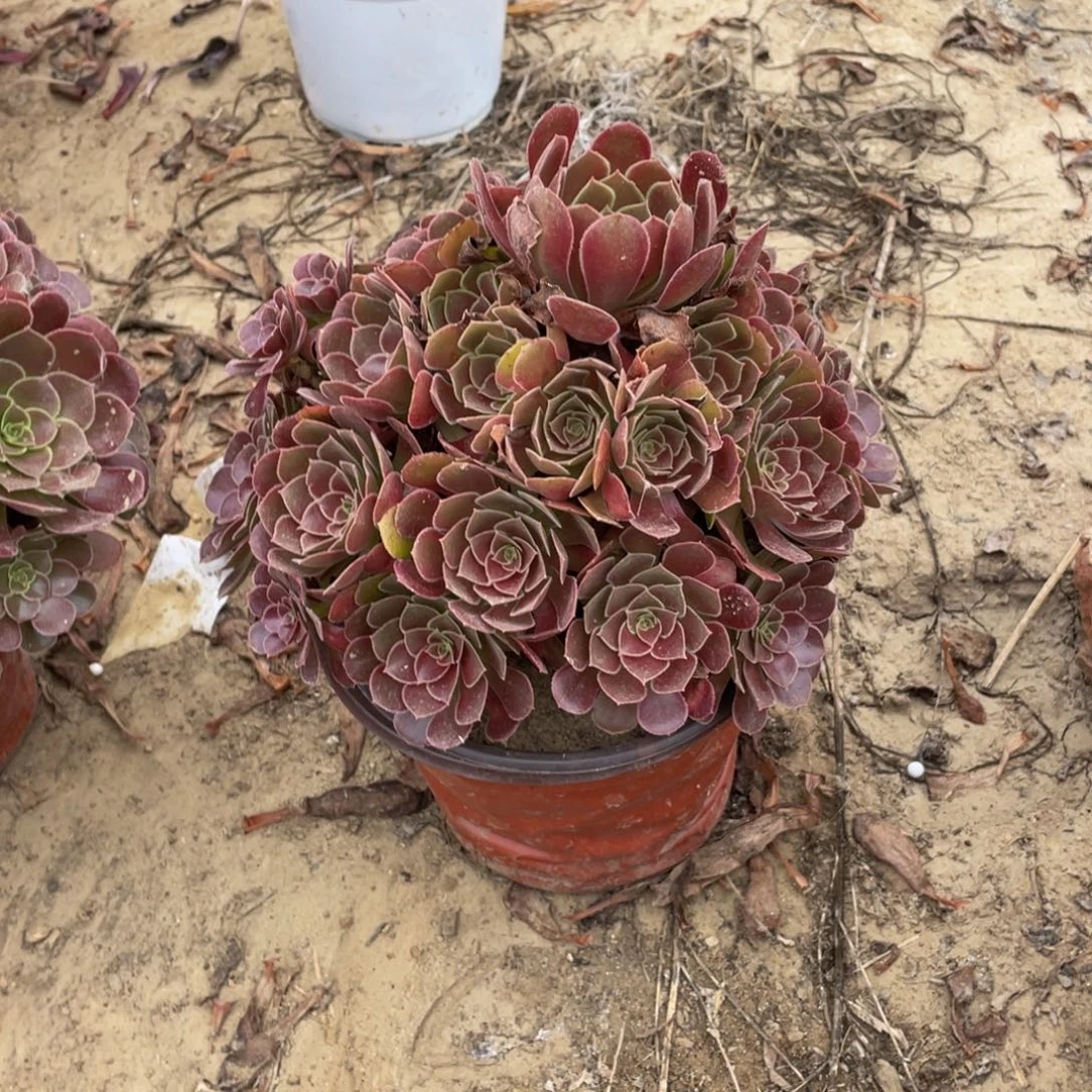298荷兰法师多肉断枝不包