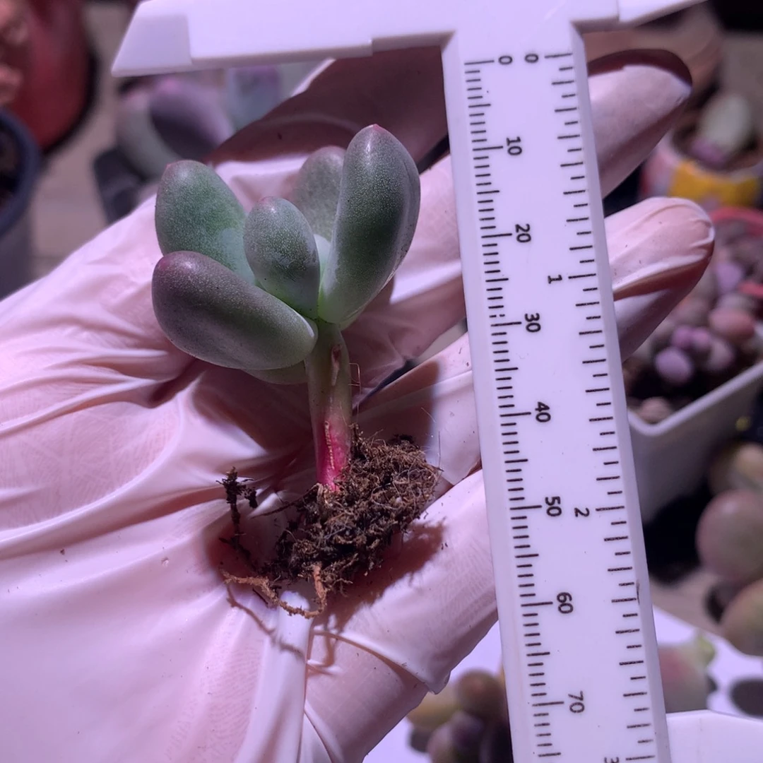 米可奶酪多肉 米可奶。