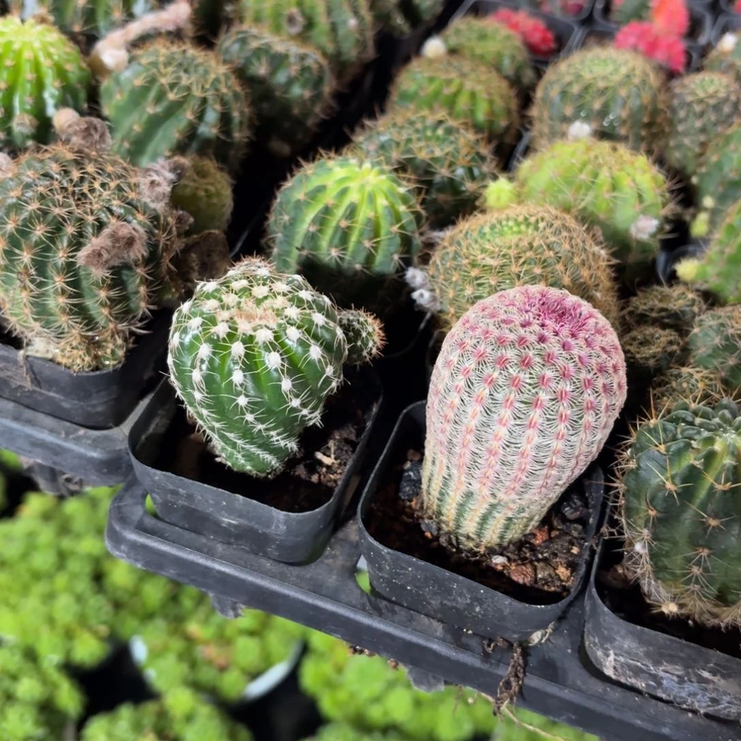 眩美玉➕红太阳2盆一组特价