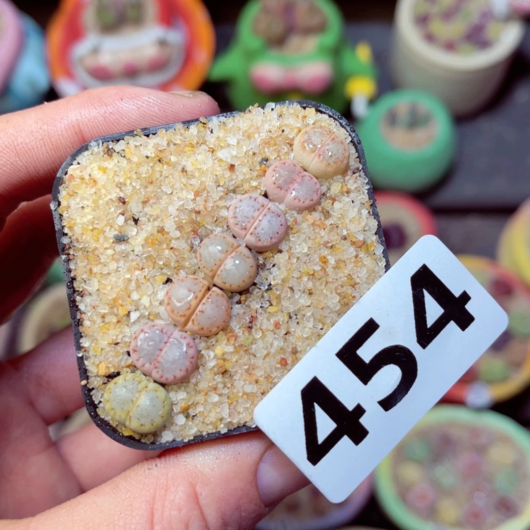 454生石花带盆发
