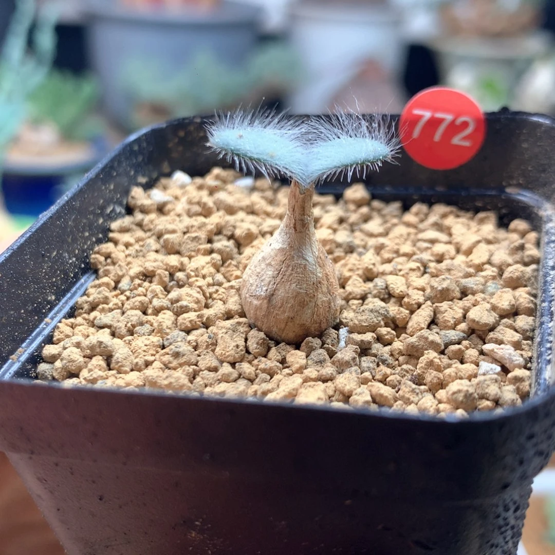 毛叶石蒜多肉带盆 772