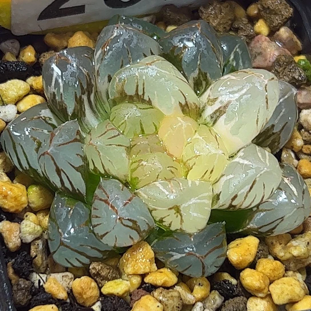 Om锦十二卷多肉植物