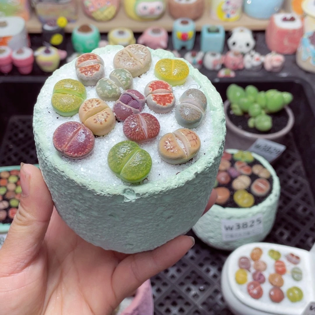 w3833 带盆土发货-零下地区拍保温箱