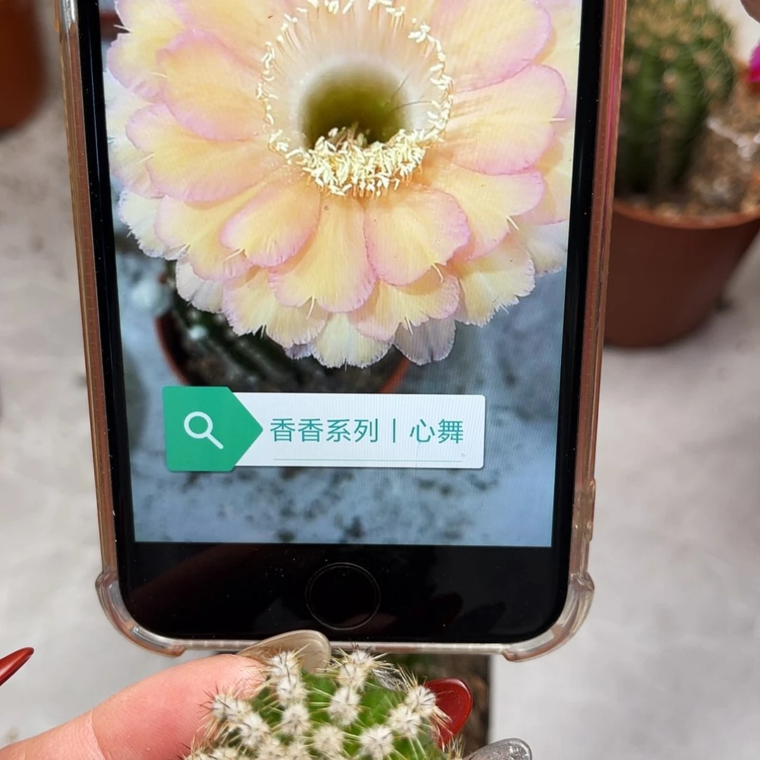 彩草心舞测芽2.5公分左右