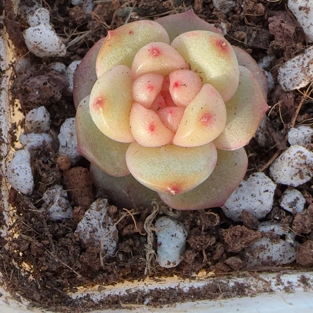 小卡拉米糖心一物一拍