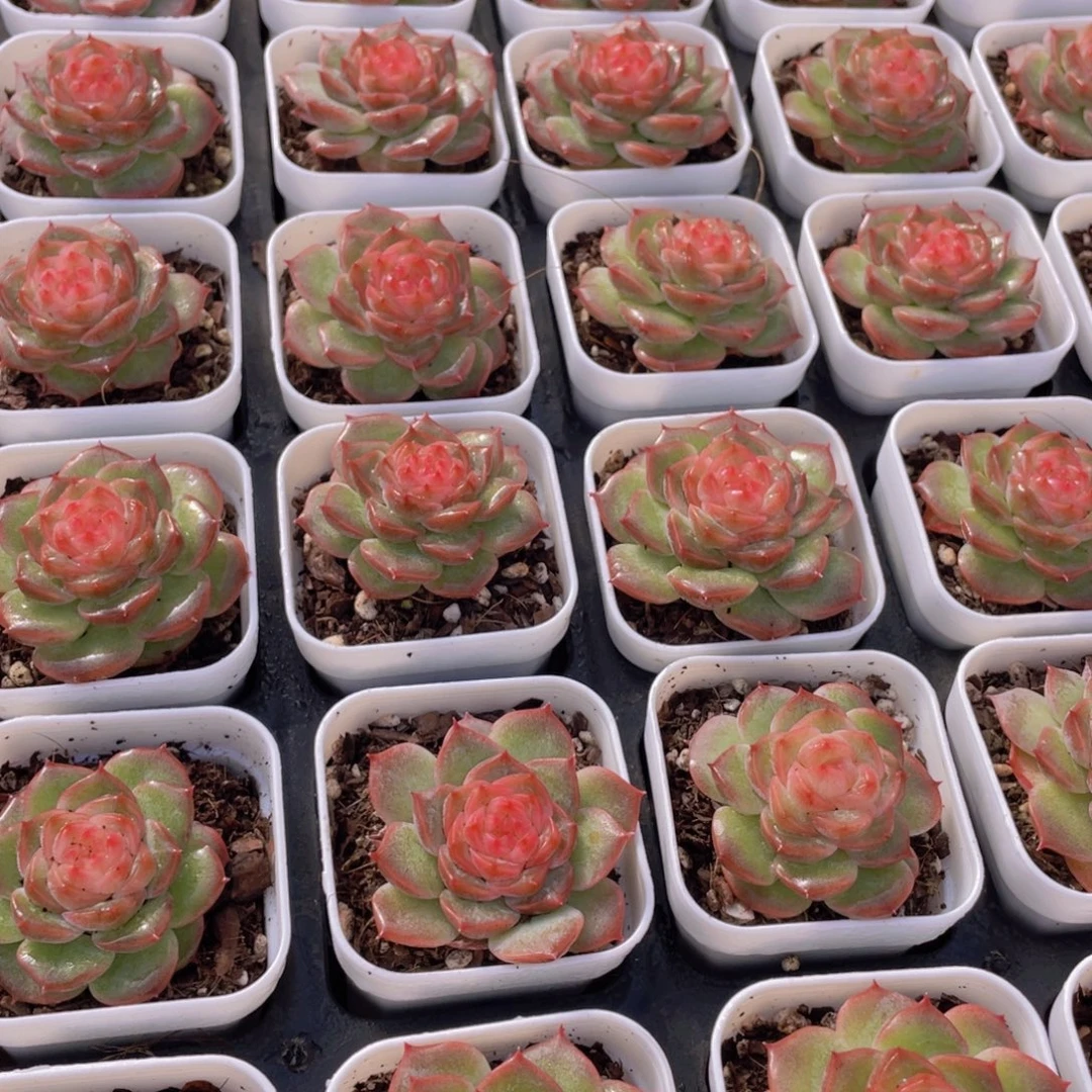 量拍92号 冻唇蜜单头一个