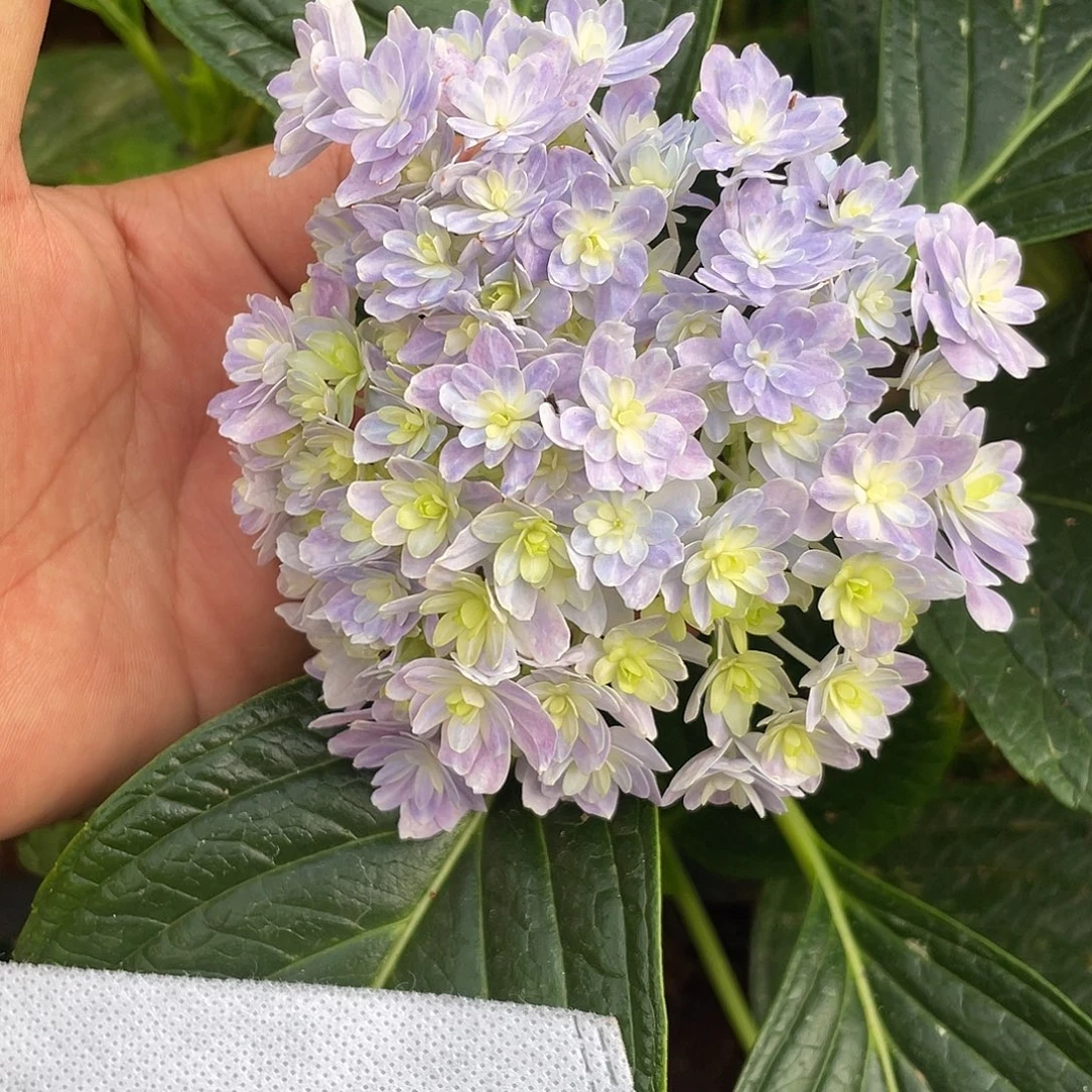 绣球切花一物一拍3枝起包邮，加购95