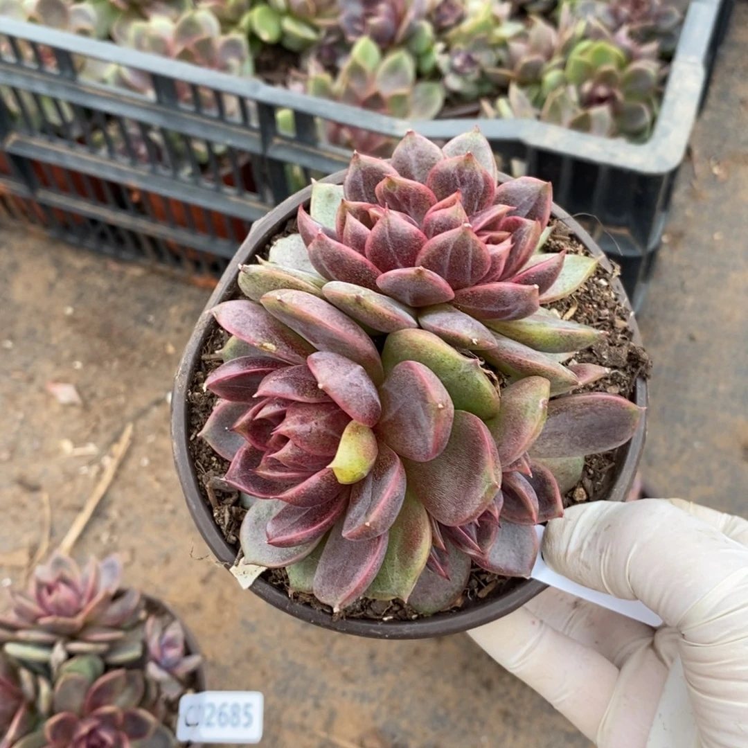 2686巧克力慕斯一物一拍