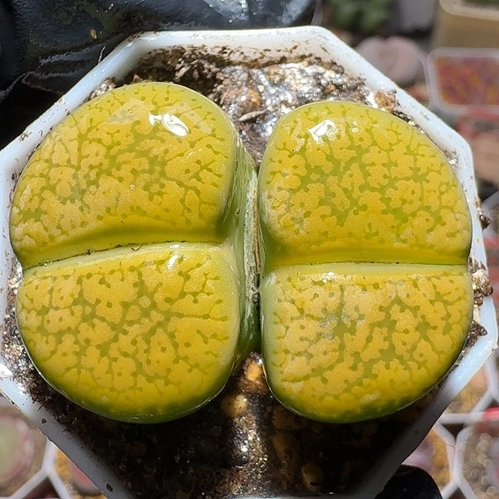 生石花1122222。   269