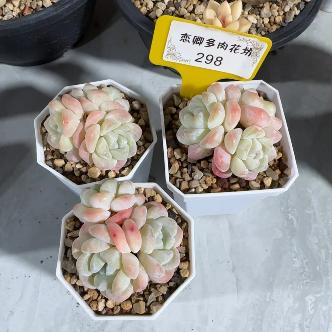 L**玲298冰玉组合3颗3头