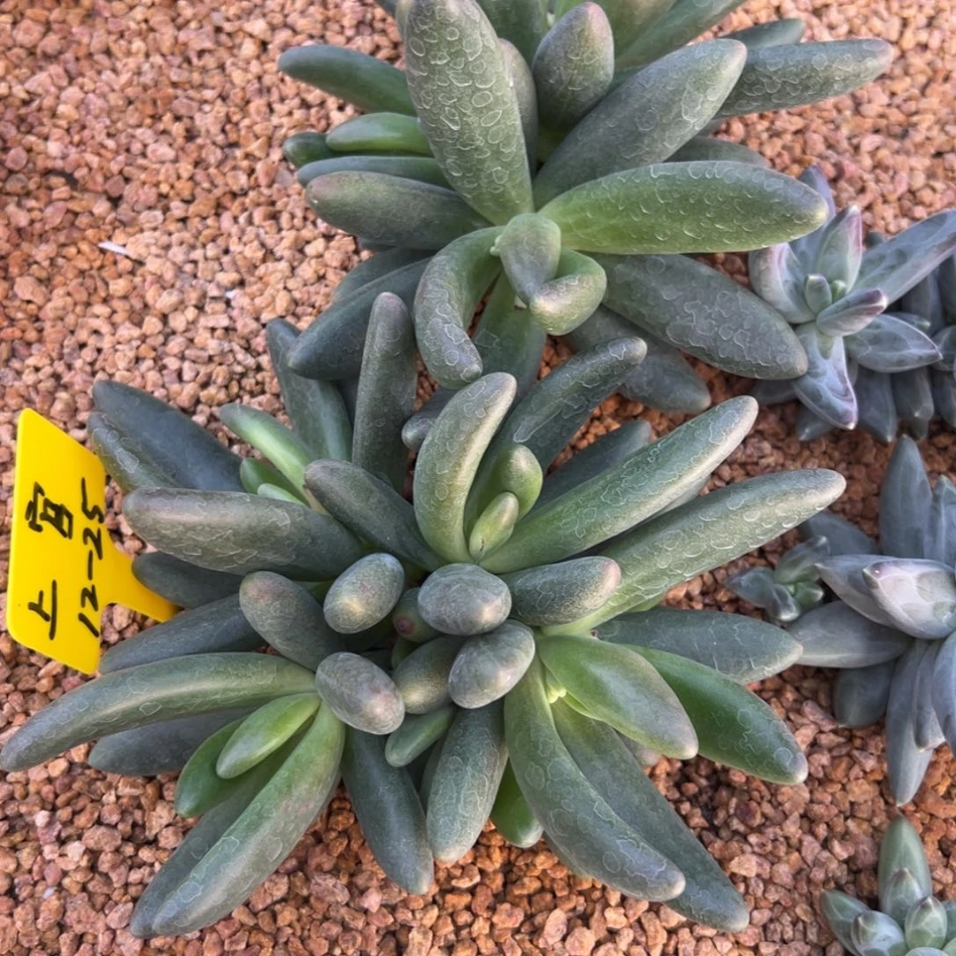 1225111111111111111111111