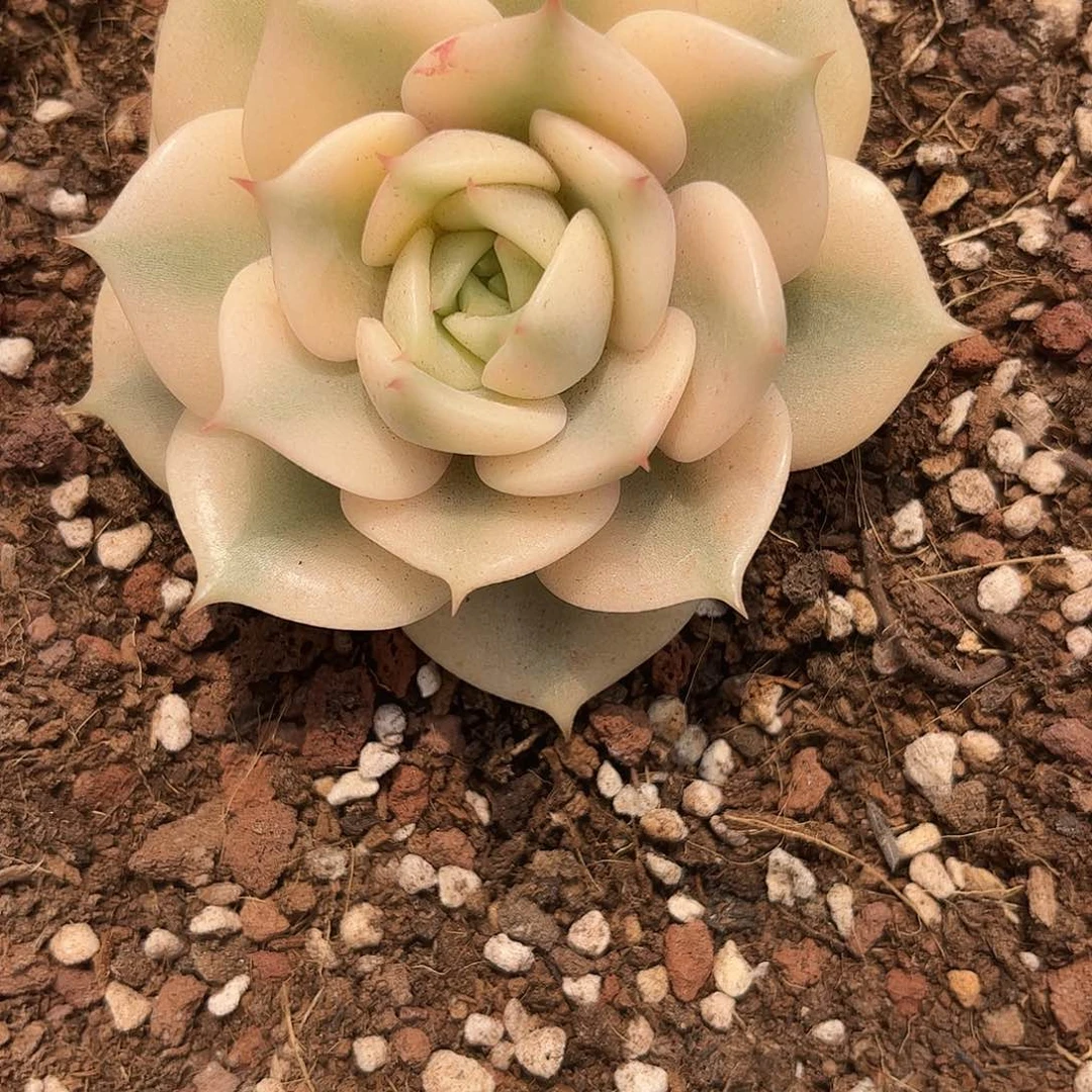 梧*啊啊啊啊啊啊啊啊啊啊啊啊