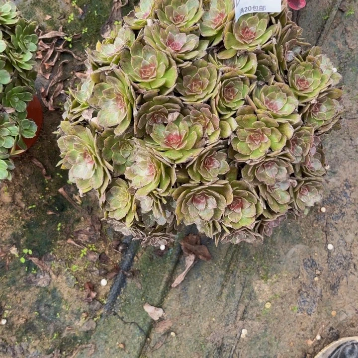 瑞妈多肉园艺416干枯玫瑰