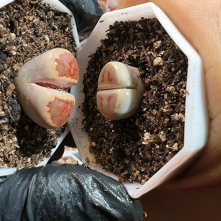 生石花11111111111。    650