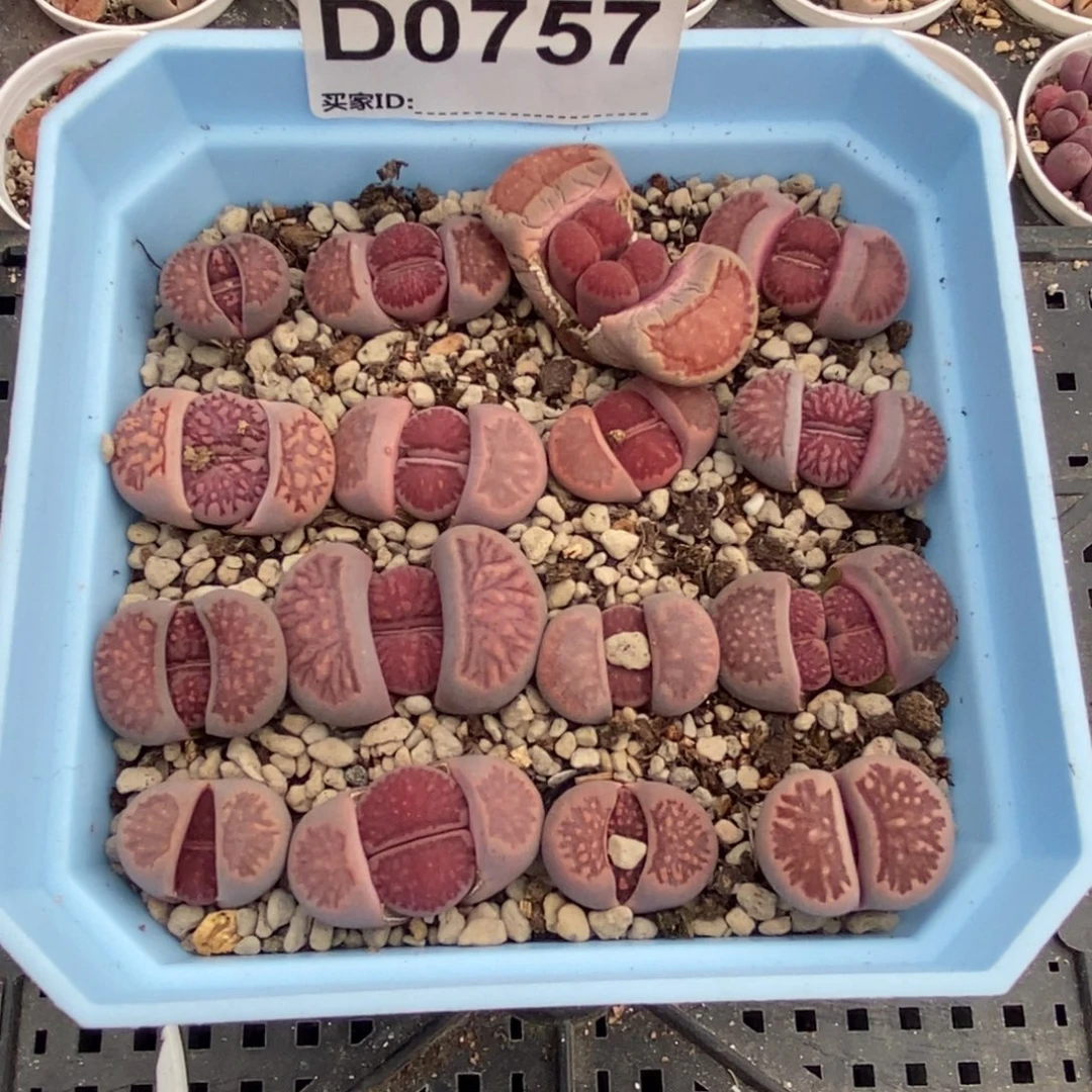 0757直播间一物一拍