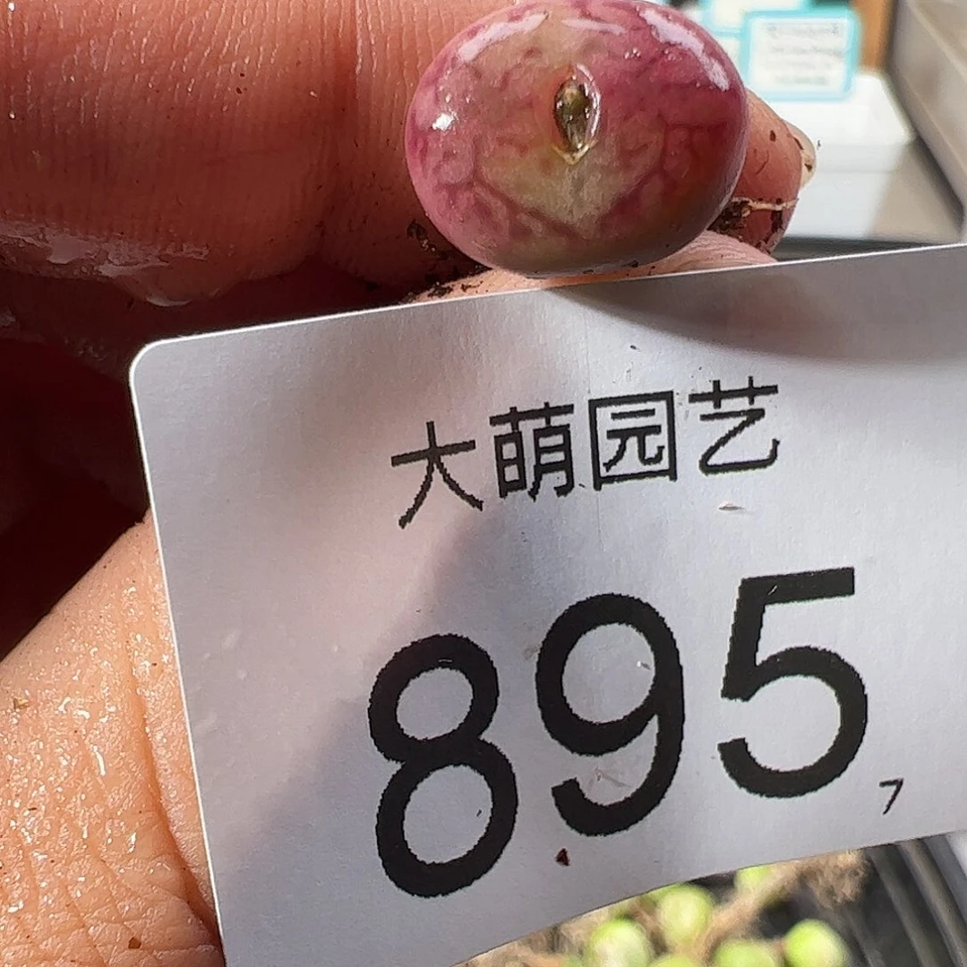 0000895 一物一拍……