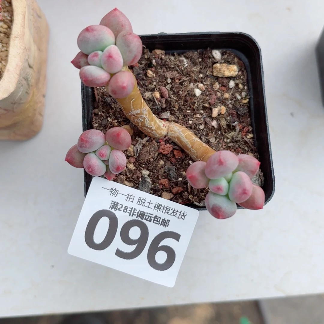 草莓奶老桩多肉多肉
