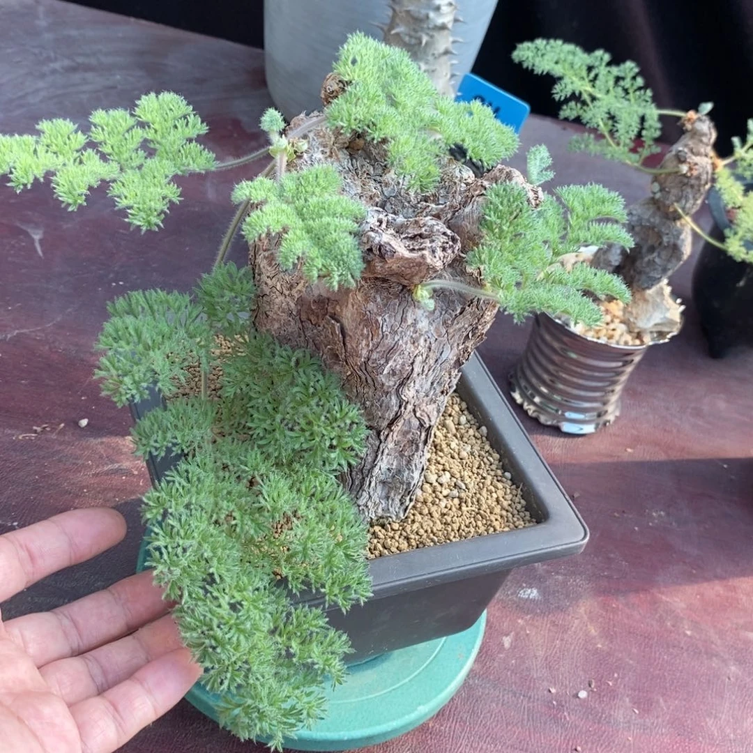 枯木杨奎多肉植物一个