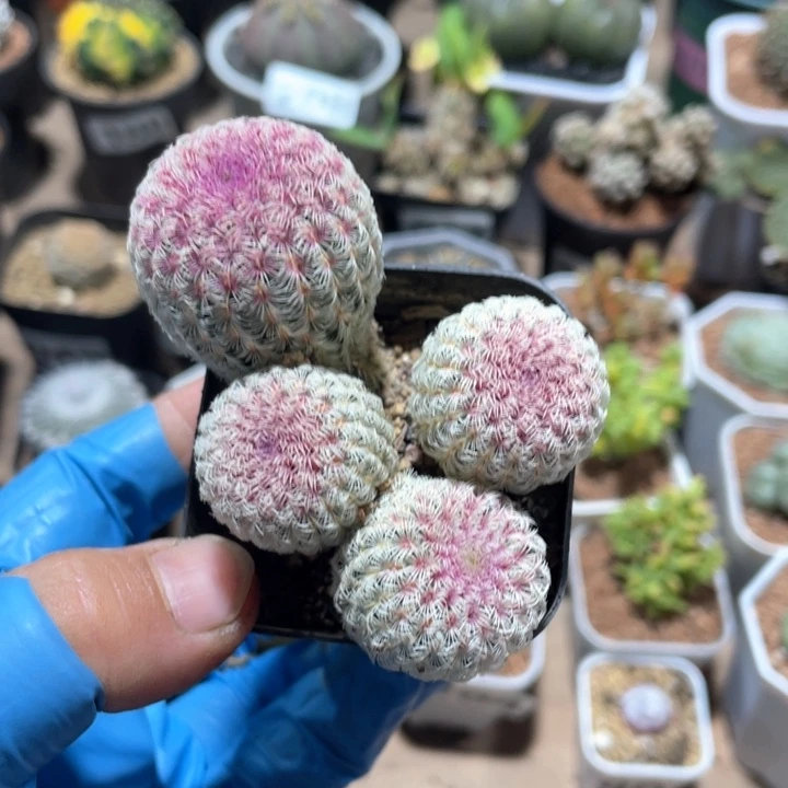 137实生红太阳多头