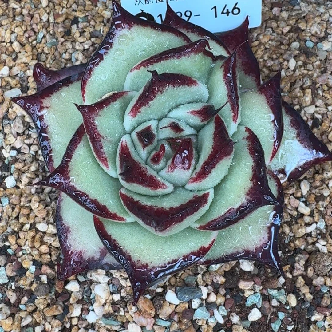 从前慢多肉精选编号1229.146