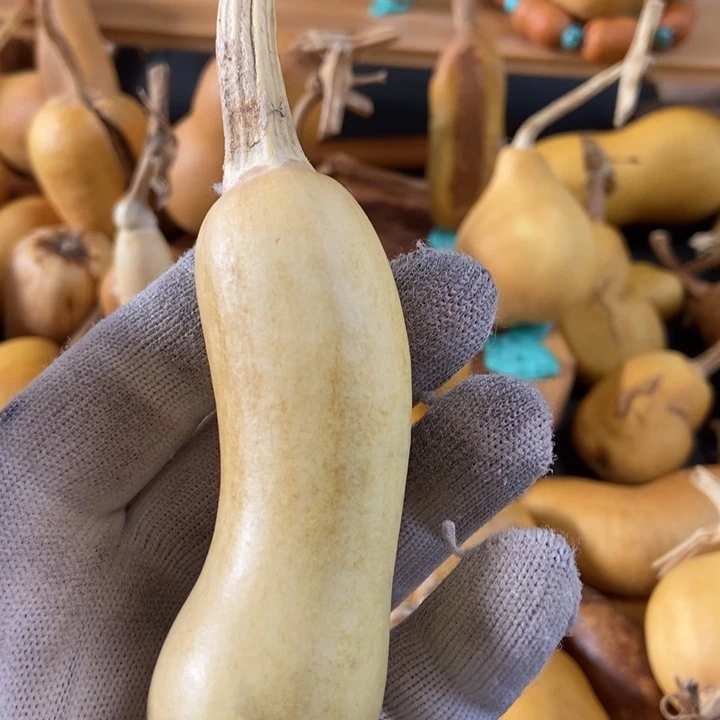 璞*葫芦葫芦真的