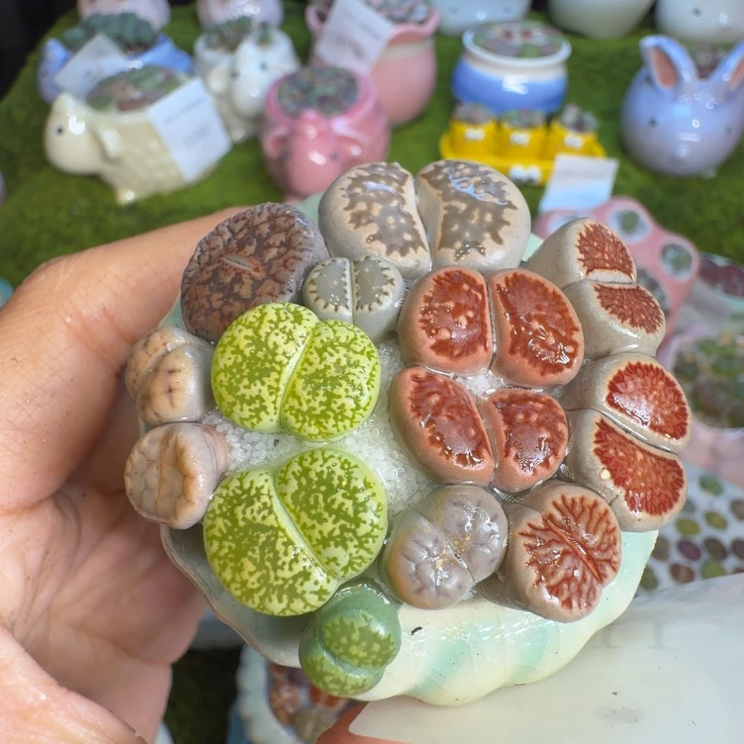 海***鱼多肉植物一物一拍1194