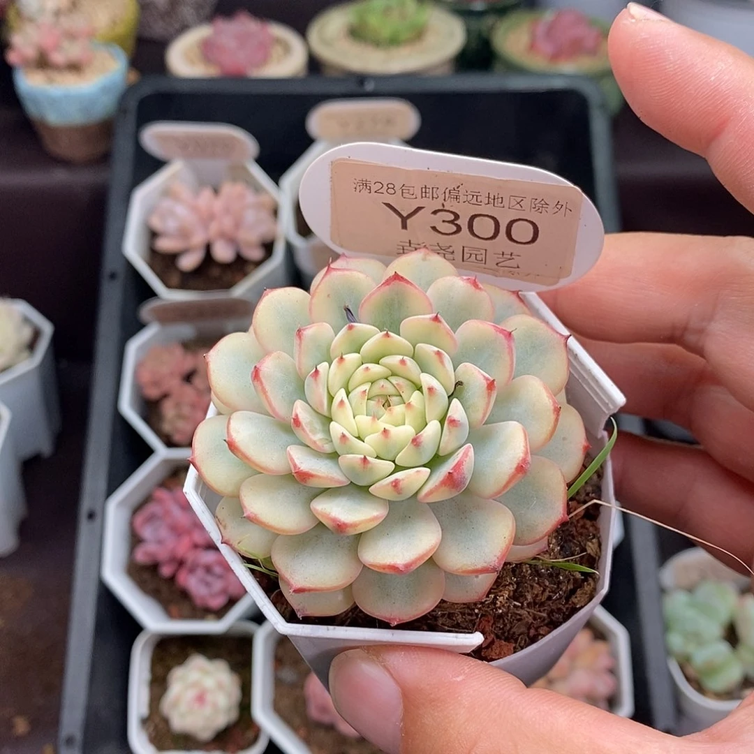 0300 蓝姬莲锦 5.5cm