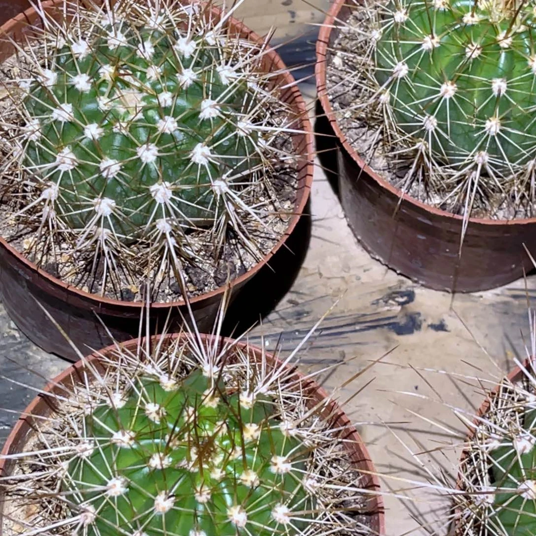 毛花柱 如意 带盆土发货