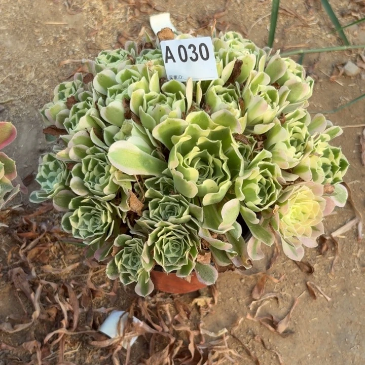 白凤多肉植物不包损030