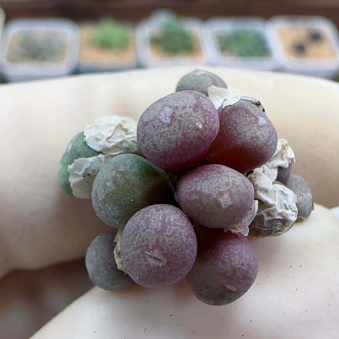 477红豆福利福利