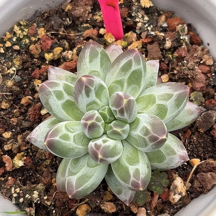 白体伊卡鲁斯一物一拍278