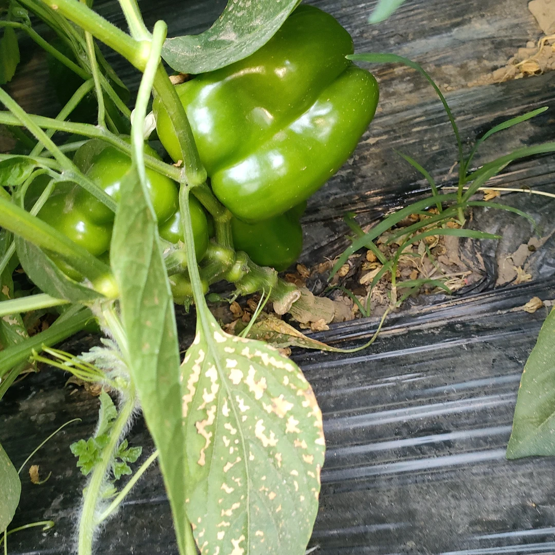 庞各庄各种蔬菜纯天然绿色食品500kg绿色蔬菜长茄子     辣椒    柿子椒