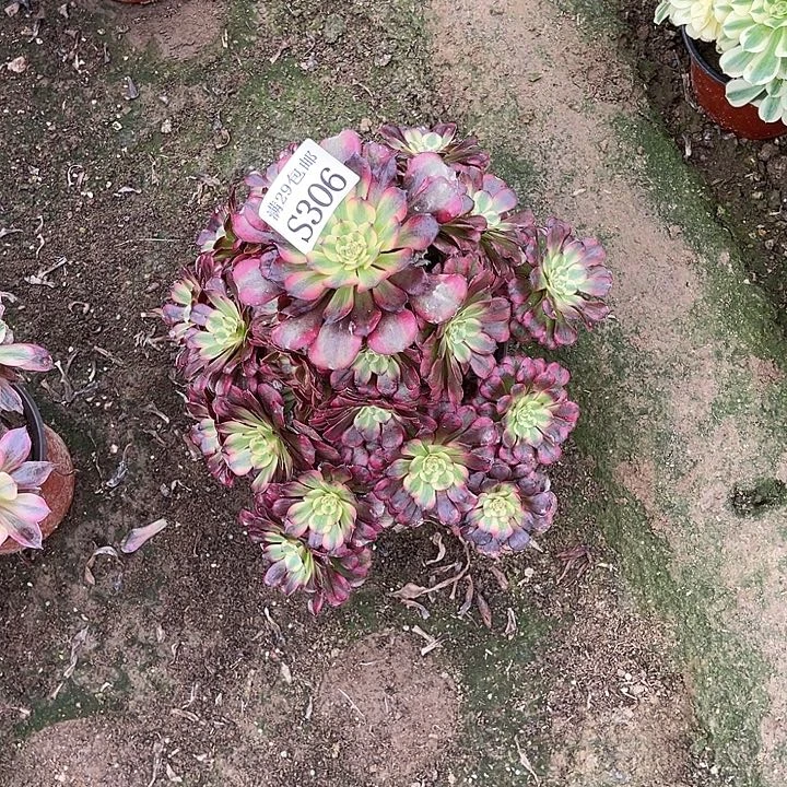 @***单306维纳斯多肉植物