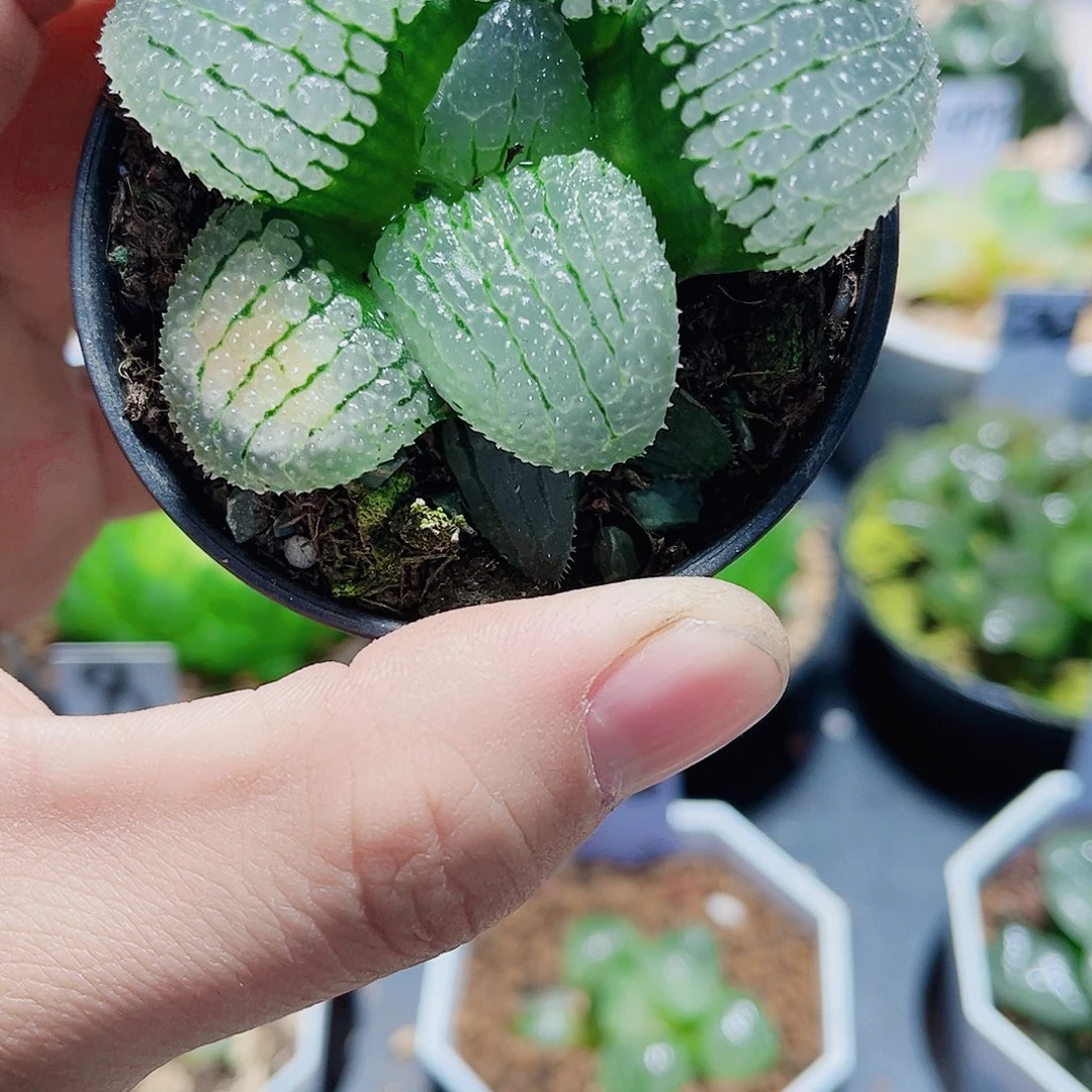 天空之镜新手好养