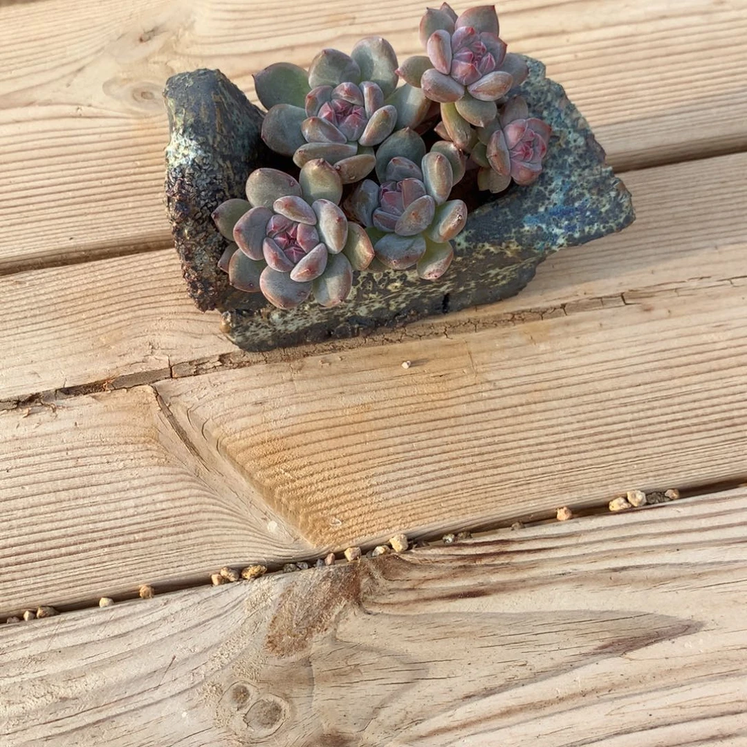 .***斗小斗斗突尼斯星影加盆