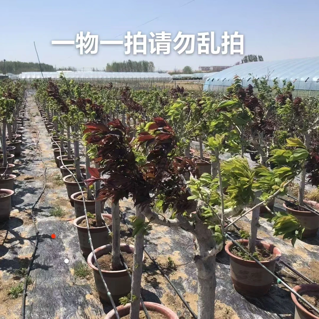 桃李杏嫁接一树多品种葡萄苹果山楂大枣柿子梨树一树多色果树苗