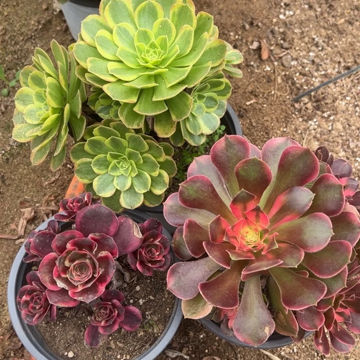 奶白纳福香妃三颗组多肉植物量