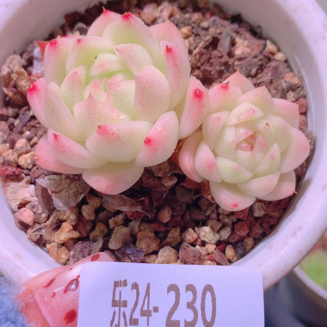 乐然24-230 麦秆双头