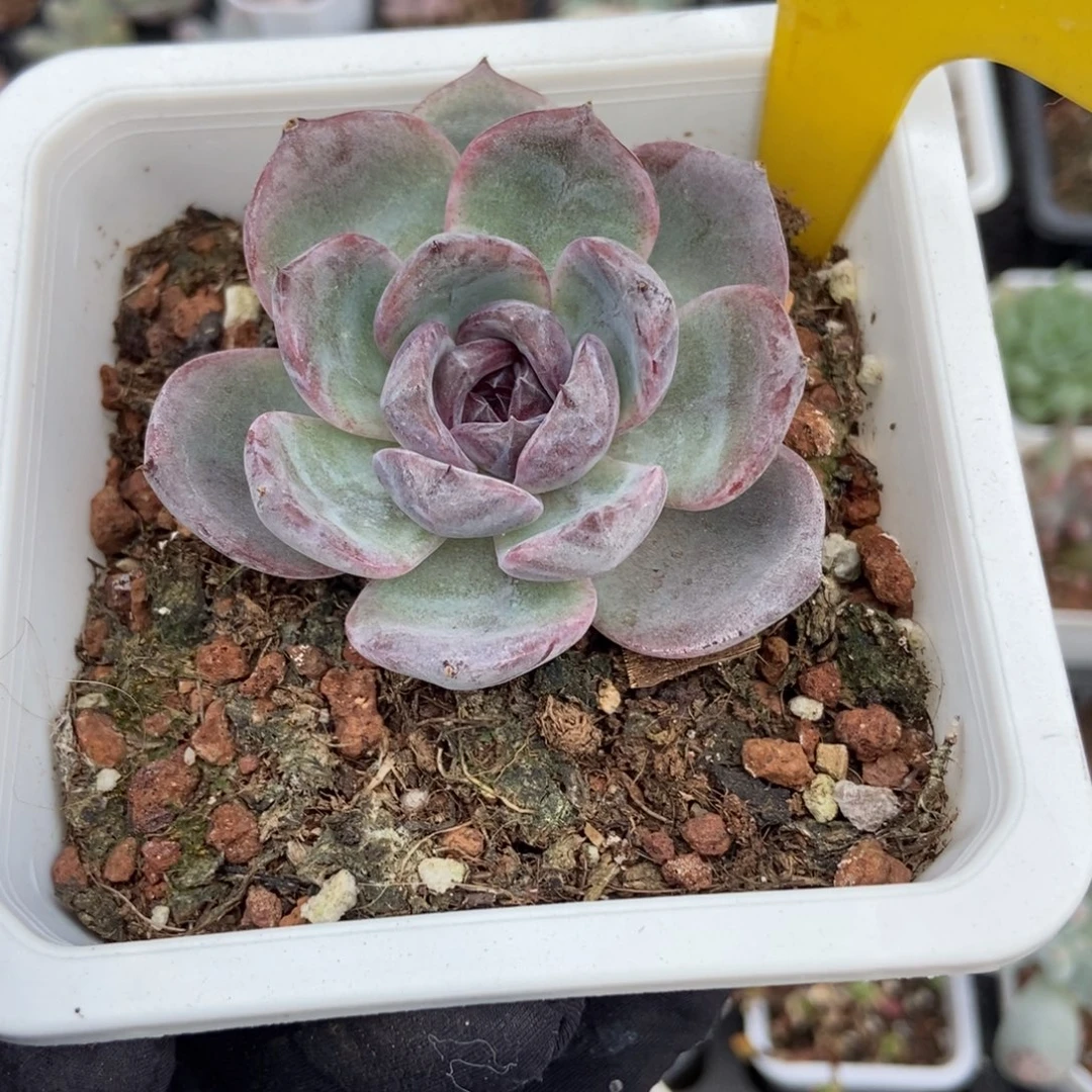 893黑橙子多肉植物