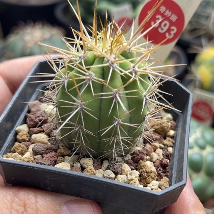 实生锦鸡龙3.8cm一棵仙人球